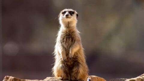 A meerkat that sits on a stone.