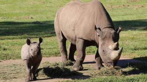 A rhino and his baby grazing on a green pasture.