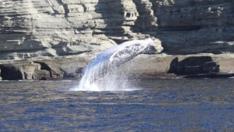 A whale breaches the water's surface near rocky cliffs, creating a splash in the ocean. This breathtaking moment is a highlight of any ecotourism tour.