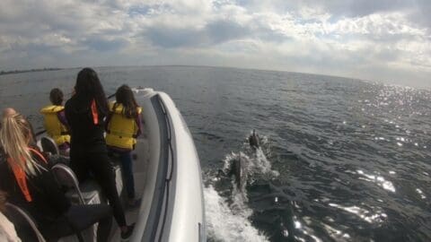 A group of people on a small boat wearing life jackets observe dolphins swimming alongside in an open body of water under a partly cloudy sky, enjoying the wonders of nature.