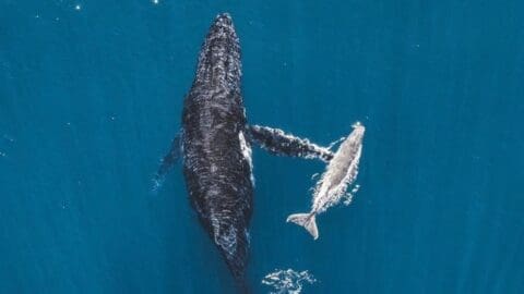 Aerial view of a large whale swimming beside a smaller whale in clear blue water, captured by Tour Collective.