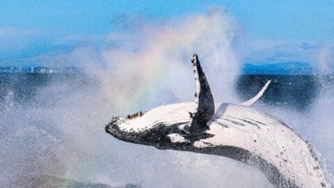 A humpback whale breaches out of the ocean, creating a large splash and a mist where a faint rainbow is visible against a clear blue sky, making it an unforgettable moment for those on our Tour Collective group tours.