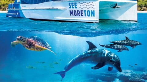 A boat labeled "See Moreton" floats on the ocean, offering an exciting tour experience. Below the water surface, a sea turtle, several fish, and two dolphins swim in perfect harmony.