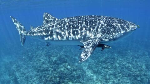 A large whale shark swims gracefully in clear blue ocean water above a coral reef, with a smaller fish swimming nearby—a captivating scene that highlights the beauty of ecotourism.