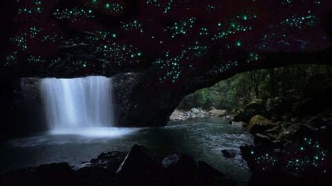 A waterfall flows into a cave illuminated by glowing bioluminescent organisms, with a forest visible in the background. This enchanting blend of nature offers an unparalleled accommodation experience for those seeking tranquility in the wild.