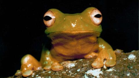 A close-up image of a tree frog with large eyes sitting on a rock showcases the wonders of nature against a black background.