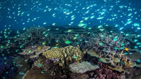 Underwater scene showing a vibrant coral reef with various species of fish swimming above it in clear blue water.