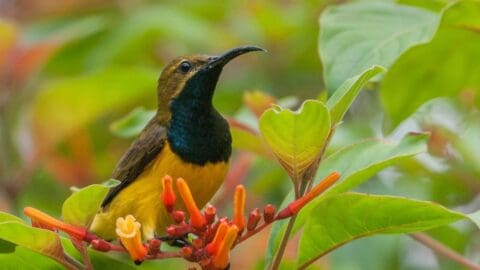 A small bird with a dark throat and golden-yellow body perches on a plant with orange-red flowers and green leaves.