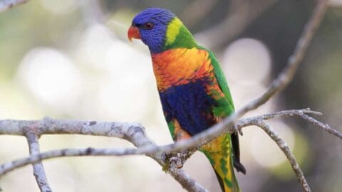 A colorful bird with blue, green, orange, and yellow plumage sits on a tree branch.