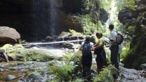 Three hikers stand near a waterfall in a lush forest, observing the nature around them. Rocks and ferns surround the flowing water, creating a serene and sustainable environment.