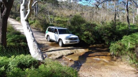 A white SUV is partially crossing a shallow stream on a dirt path in a forested area surrounded by trees and nature.