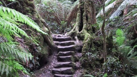 A stone staircase is embedded in a forest trail, surrounded by thick ferns and moss-covered trees, offering a serene nature tour experience.