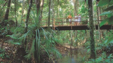 Three people stand on a wooden bridge over a creek in a dense forest, surrounded by lush greenery, enjoying an ecotourism experience.