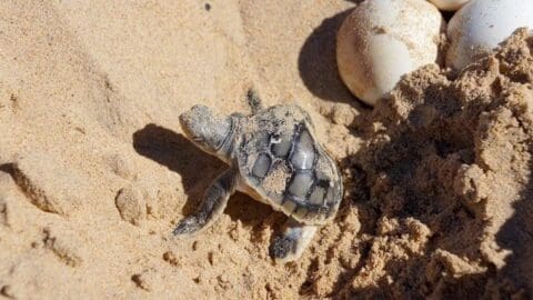 A baby sea turtle with sand on its body crawls on a sandy beach next to several turtle eggs, near an eco-friendly resort.