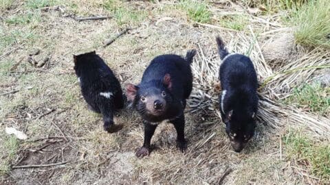 Three Tasmanian devils stand on grass with sparse vegetation around them. One faces the camera directly while the other two look down and away, showcasing the natural beauty of their habitat.