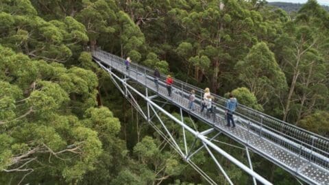 A group of people walk on an elevated metal walkway surrounded by dense trees in a forest, enjoying an ecotourism tour.