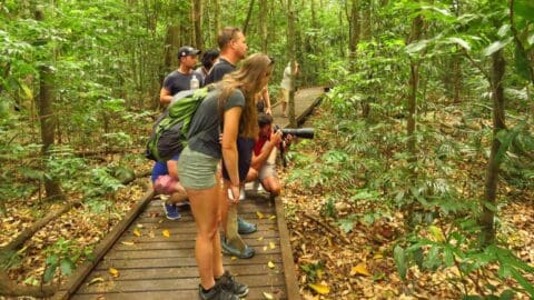 A group of people photograph wildlife along a wooden path in a dense, sustainable forest.