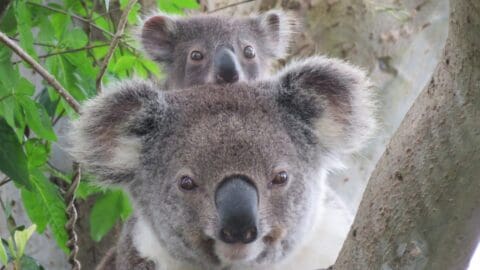 Close-up of a koala with its baby clinging to its back, both perched on a tree branch amidst lush, sustainable foliage.