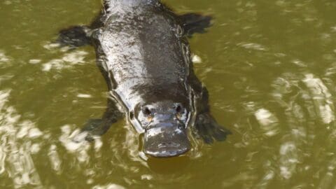 A platypus swimming in murky water, showing its distinctive bill and webbed feet, offers a unique sight for those on an ecotourism tour.