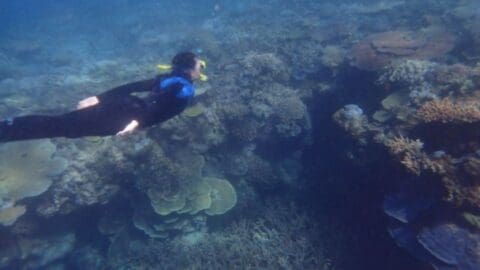 A certified snorkeler swims underwater near a vibrant coral reef, promoting ecotourism and sustainable practices.