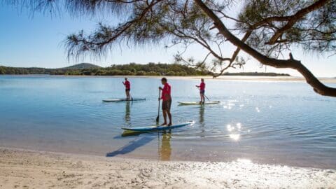 Three people paddleboarding on calm water under a clear sky, with tree branches framing the scene in the foreground, enjoying a serene nature tour.