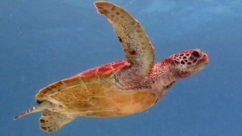 A sea turtle swims underwater against a blue background, extending its flippers forward in a beautiful display of nature.