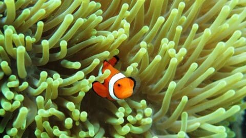 Clownfish swimming among the tentacles of a sea anemone. The fish is orange with white stripes, showcasing the beauty of nature.