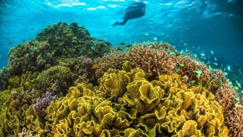 A certified diver swims above a vibrant coral reef teeming with various small fish in crystal-clear blue water, showcasing the beauty of underwater nature.