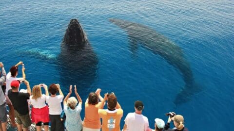 A group of people on a Tasman Venture boat observe and take photos of two whales swimming near the surface of clear blue water.