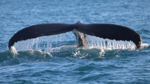 A whale's tail emerges from the ocean, with water cascading off the edges, against a backdrop of an eco-resort's pristine beach and open sea.