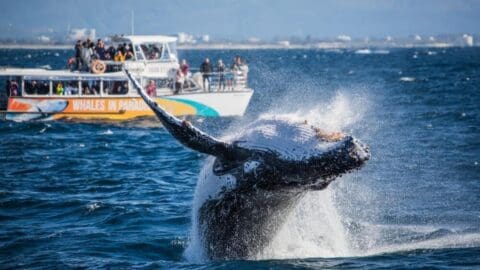 A collective tour of onlookers eagerly takes photographs as a whale breaches the surface near their boat.