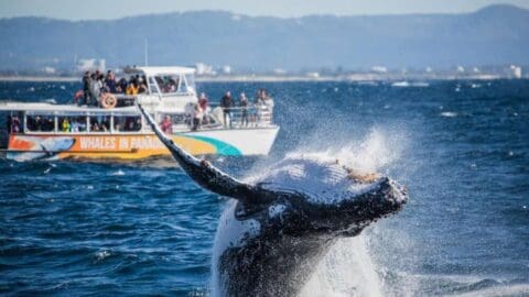 A humpback whale jumping out of the water in front of a boat with people on.