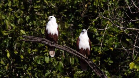 Two white-breasted birds with dark brown wings perched on a tree branch, set against a backdrop of dense, sustainable foliage.