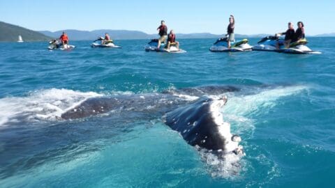 Several people on jet skis are enjoying an ecotourism adventure, observing a large whale surfacing in clear blue water with mountains in the background.
