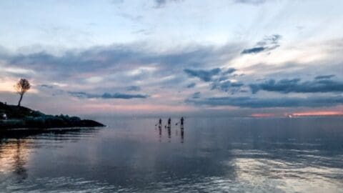 Three people tour paddleboarding on a calm body of water at sunset with a partially cloudy sky. A tree stands alone on the shoreline to the left, emphasizing the untouched nature of the scene.