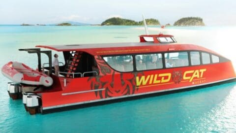 A red and black catamaran named "WILD CAT MACKAY" from Red Cat Adventures anchored in clear turquoise water, with a small inflatable boat attached at the back. Two small islands are visible in the distance.