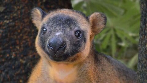 A tree kangaroo with brown and black fur is looking at the camera, surrounded by sustainable greenery and tree trunks.