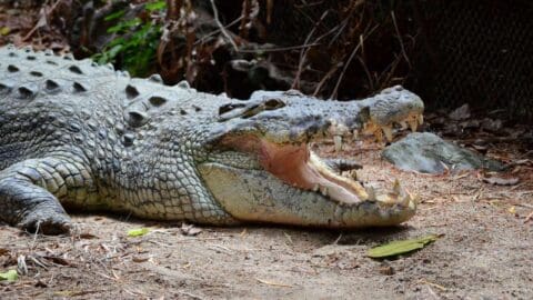 A large crocodile lies on the ground with its mouth open, displaying sharp teeth. The background includes lush vegetation and foliage, making it a thrilling sight for any wildlife tour.