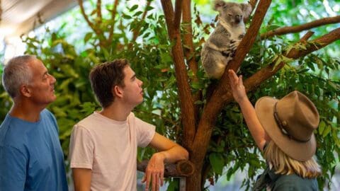 Three people are observing a koala perched in a tree. One person wearing a hat is gently touching the tree trunk near the koala while the other two look on. The scene is part of an eco-friendly tour, surrounded by lush foliage.