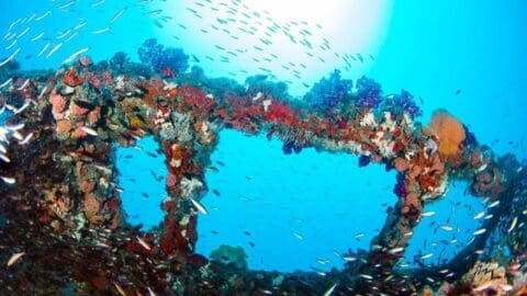 Immerse yourself in the Yongala Dive, where you'll discover an underwater scene featuring a colorful coral-covered structure and numerous small fish swimming around it, all set against a clear blue ocean backdrop. Ideal for scuba diving enthusiasts seeking vibrant marine life.