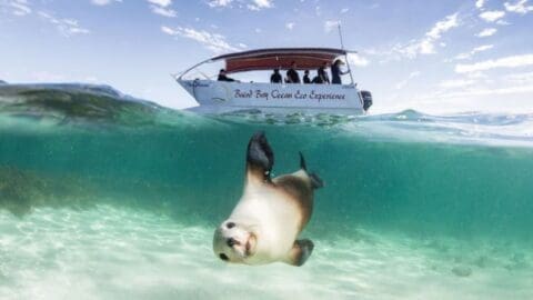 A sea lion swims underwater near the camera, while a boat labeled "Baird Bay Ocean Eco Experience" with passengers is partially visible on the surface of the water, showcasing a sustainable ecotourism adventure.