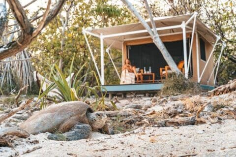 A turtle on a sandy beach with a person sitting at a table under a canopy in the background amidst trees, embracing the serenity of nature.