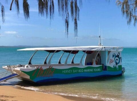 A boat named "Milbi" from Hervey Bay Eco Marine Tours is anchored at a sandy beach with calm blue waters and overhanging foliage in the foreground, showcasing their commitment to sustainable tourism.