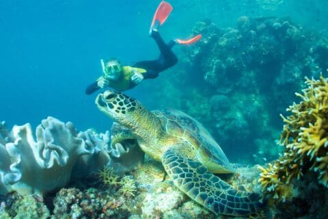 A diver with red fins swims near a sea turtle over a colorful coral reef underwater, exploring the vibrant marine life that makes the Whitsundays a dream destination for Wings Sailing Charters.